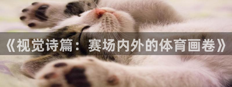 《视觉诗篇：赛场内外的体育画卷》